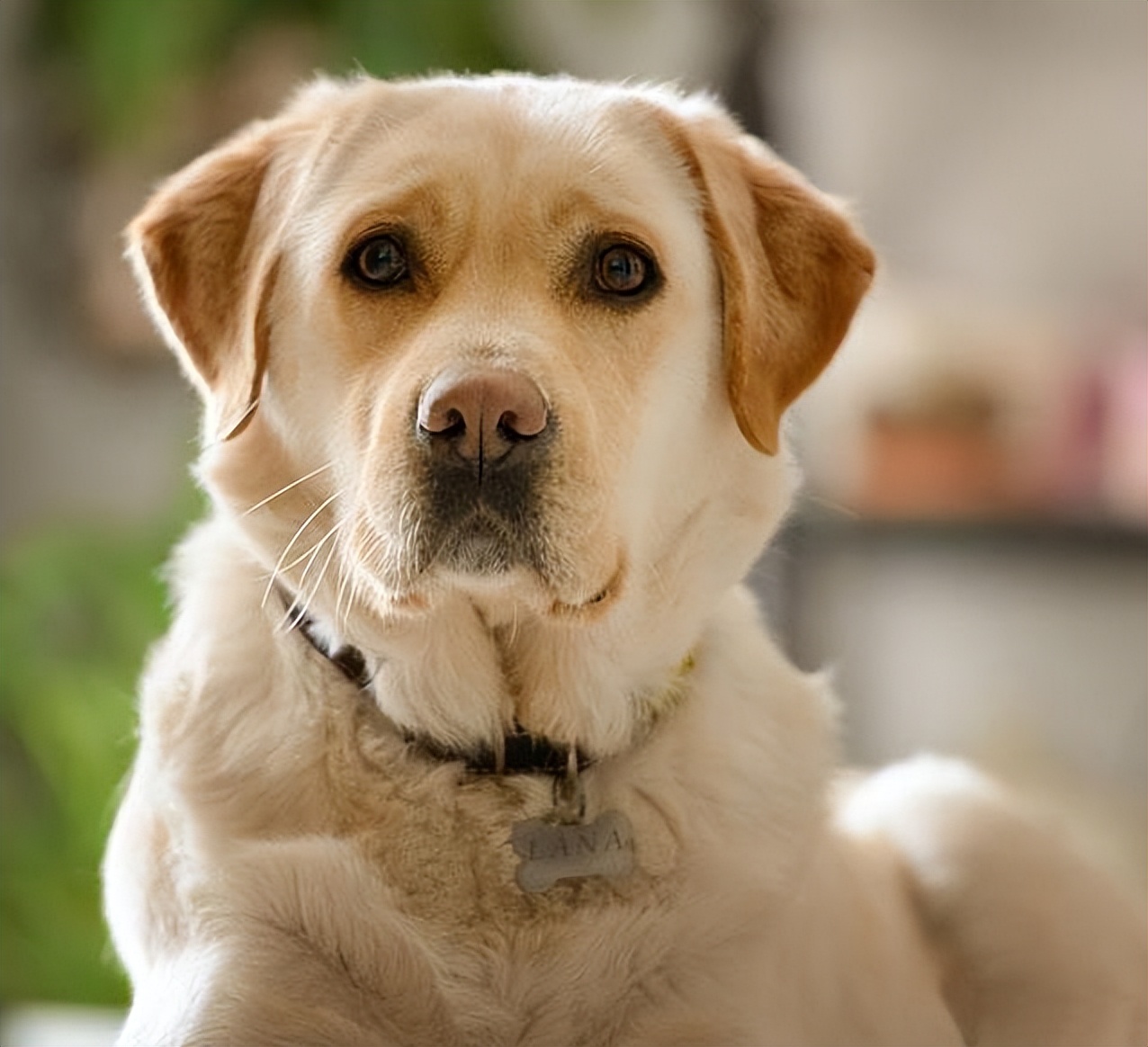 狗狗的屎的知识,狗狗学问大全