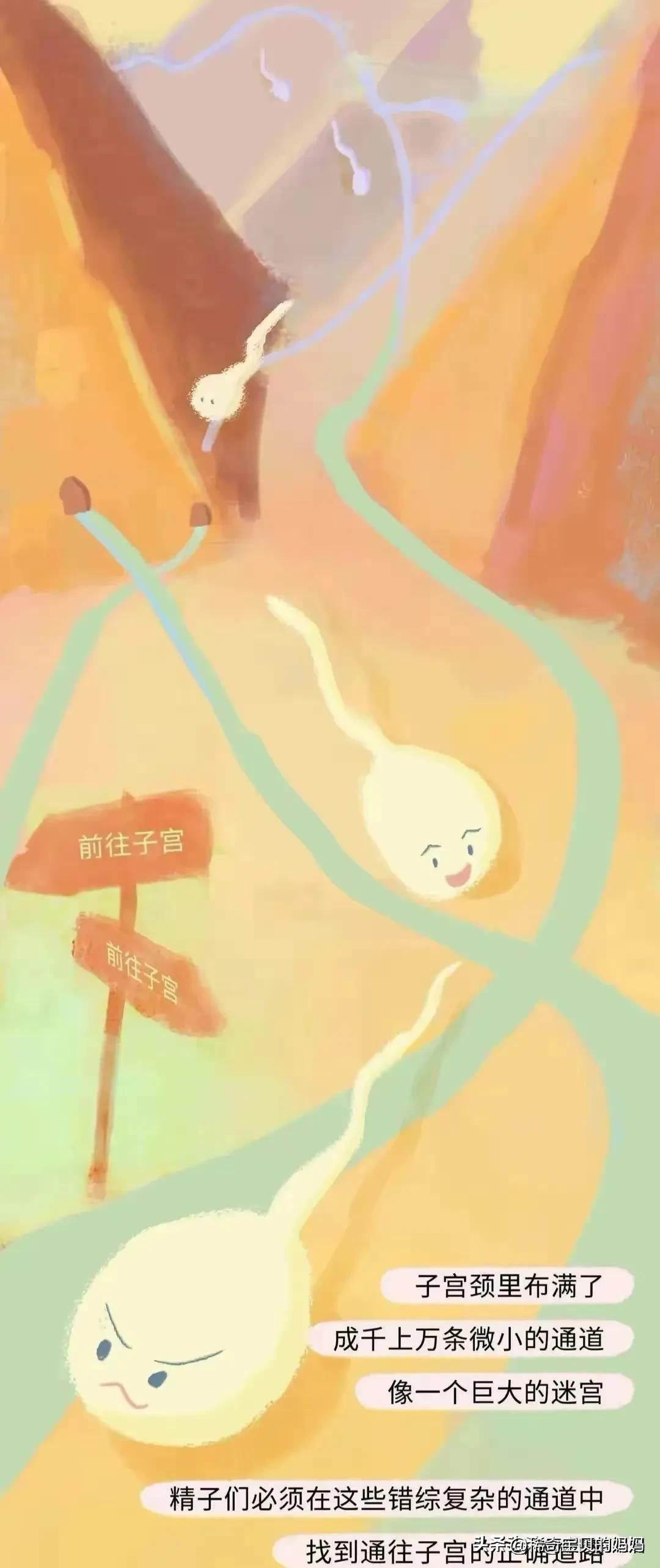 小蝌蚪动画过程讲解,小蝌蚪到青蛙生长过程动漫