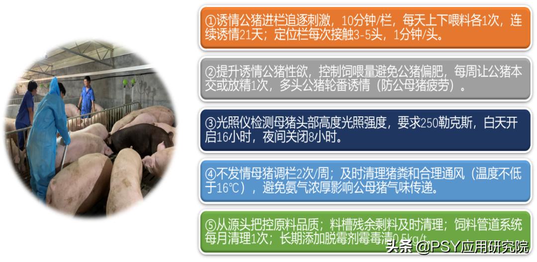 后备母猪不怀孕最佳治疗方法,后备母猪不发情怎么办小妙招