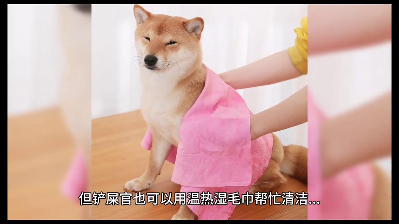 柴犬生理期不穿生理裤,柴犬大姨妈流血