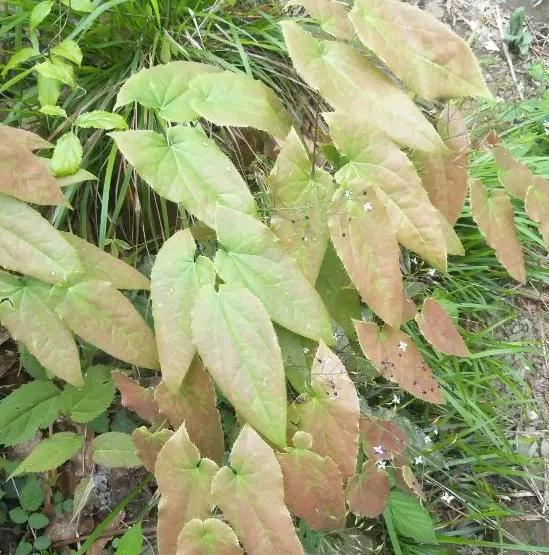 淫羊藿农村地里能找到吗,北方有淫羊藿的植物图片