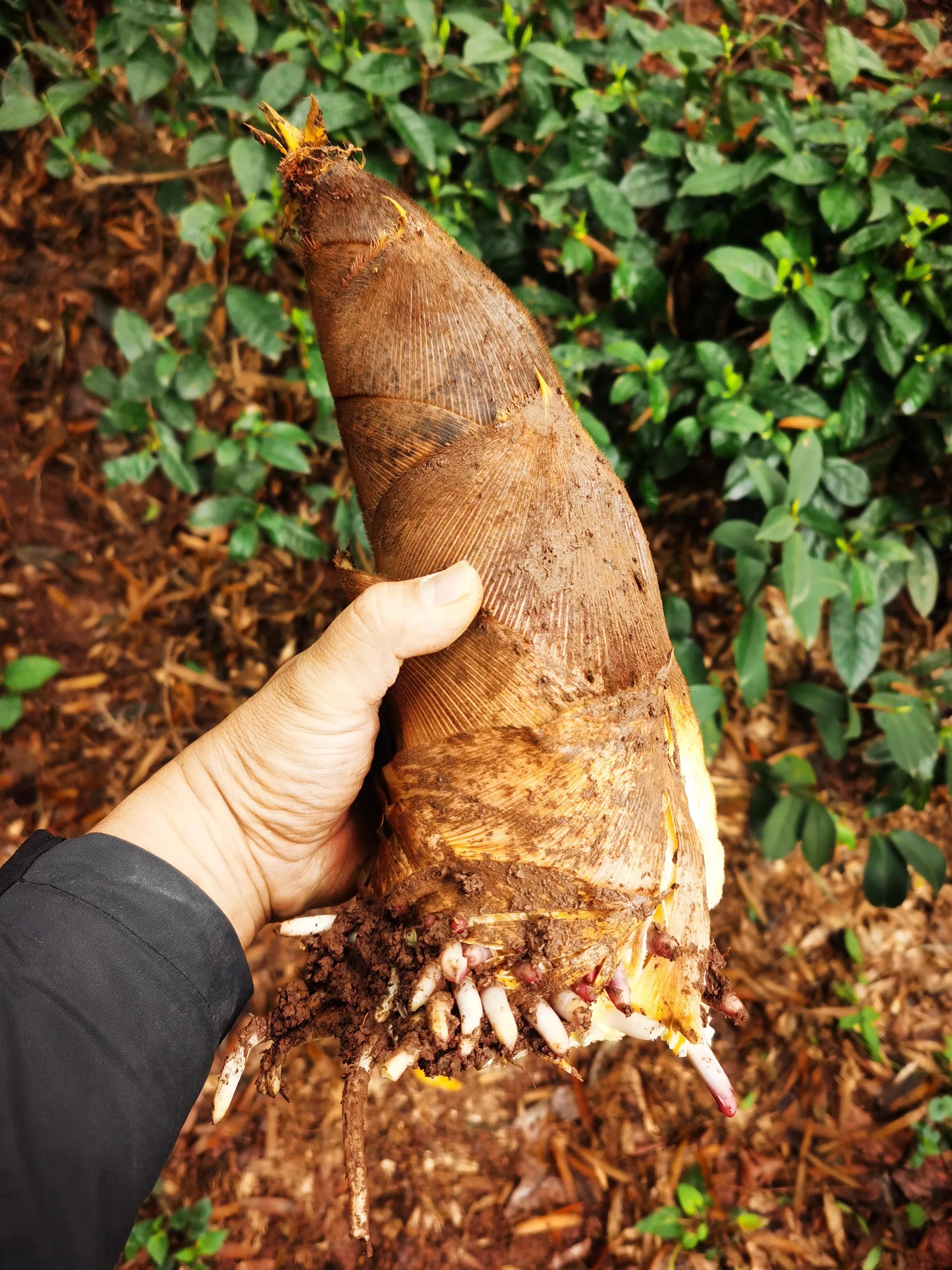 绍兴特产笋丝梅干菜的做法,绍兴特产笋丝梅干菜自产自销