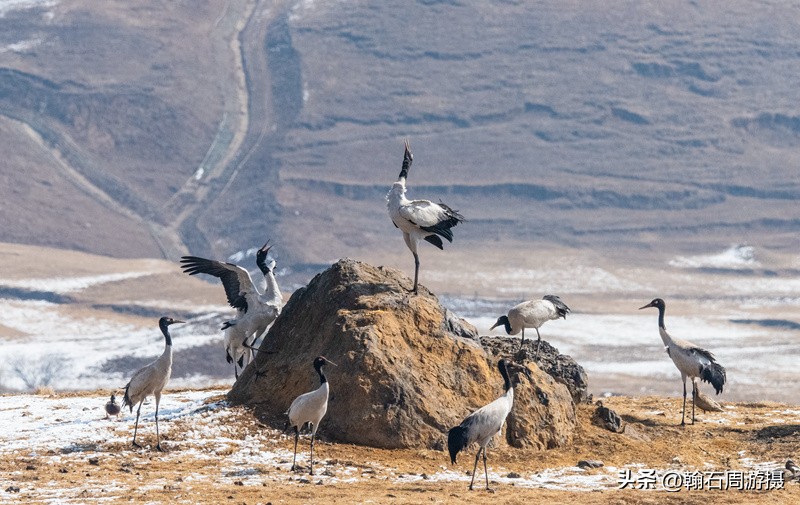 高原精灵黑颈鹤越冬之地——大山包（云、藏自驾旅行纪实之一）