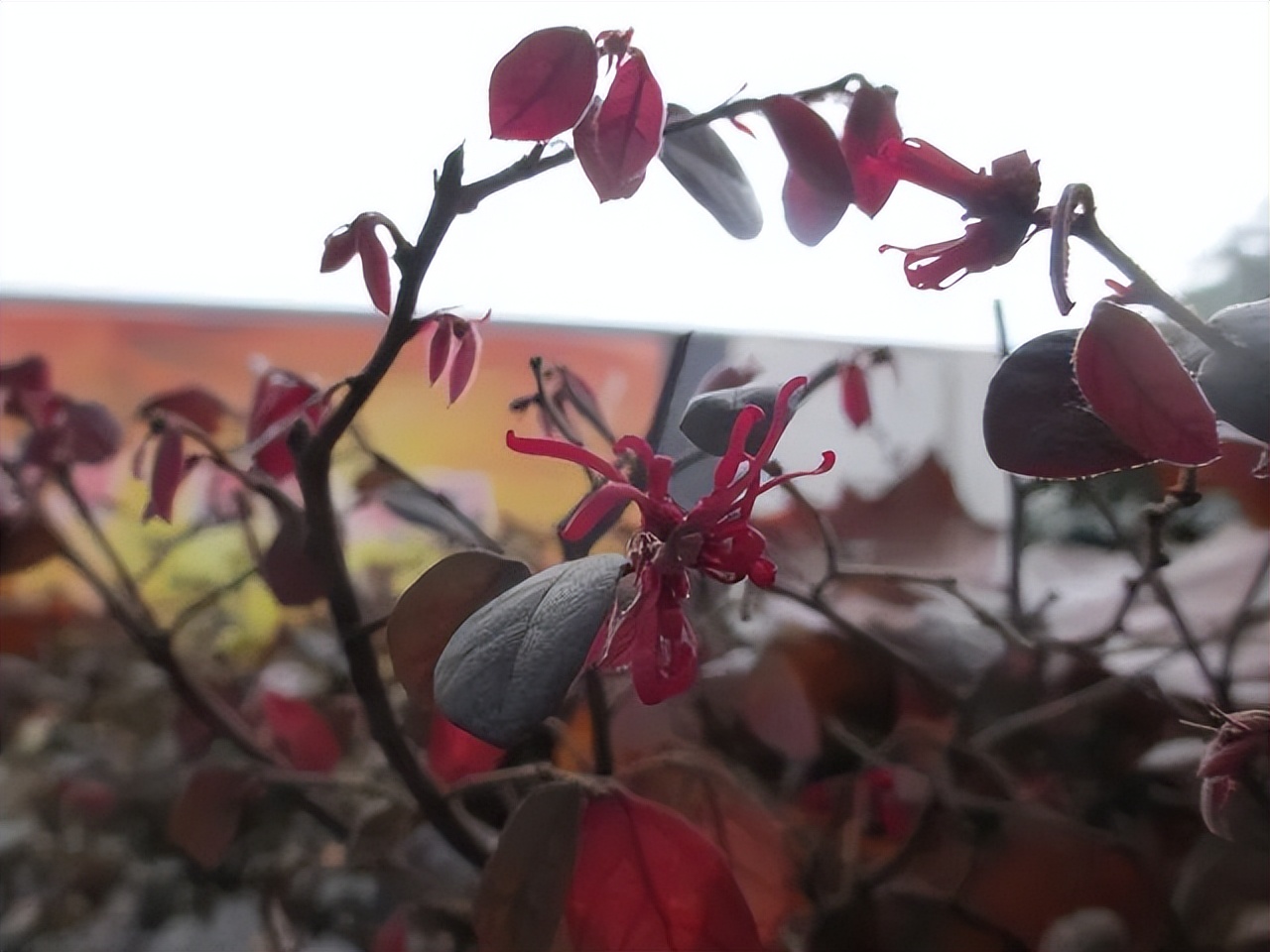 红花檵木是常年异色叶植物,红花檵木的花图片