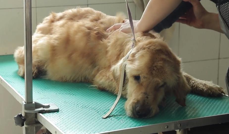 一只怀孕金毛被买狗肉店,得腹水的狗被卖狗肉得救后续
