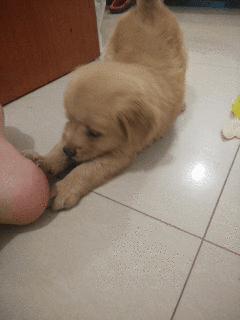 狗狗挨揍了出现应激反应,狗狗挨熊不服气