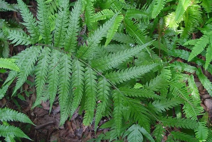 金毛狗蕨真的可以止血吗,金毛狗脊的毛能止血吗