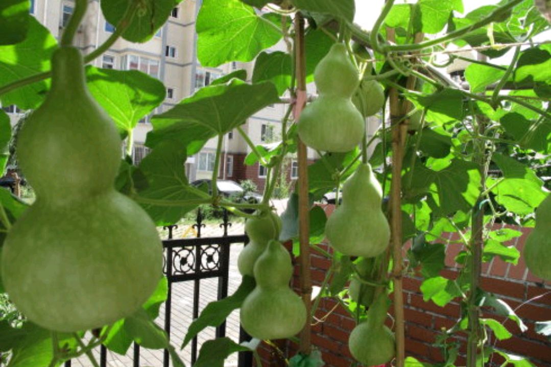 招财摆设应放在屋里哪个方向旺财,西北方位放什么招财摆件好