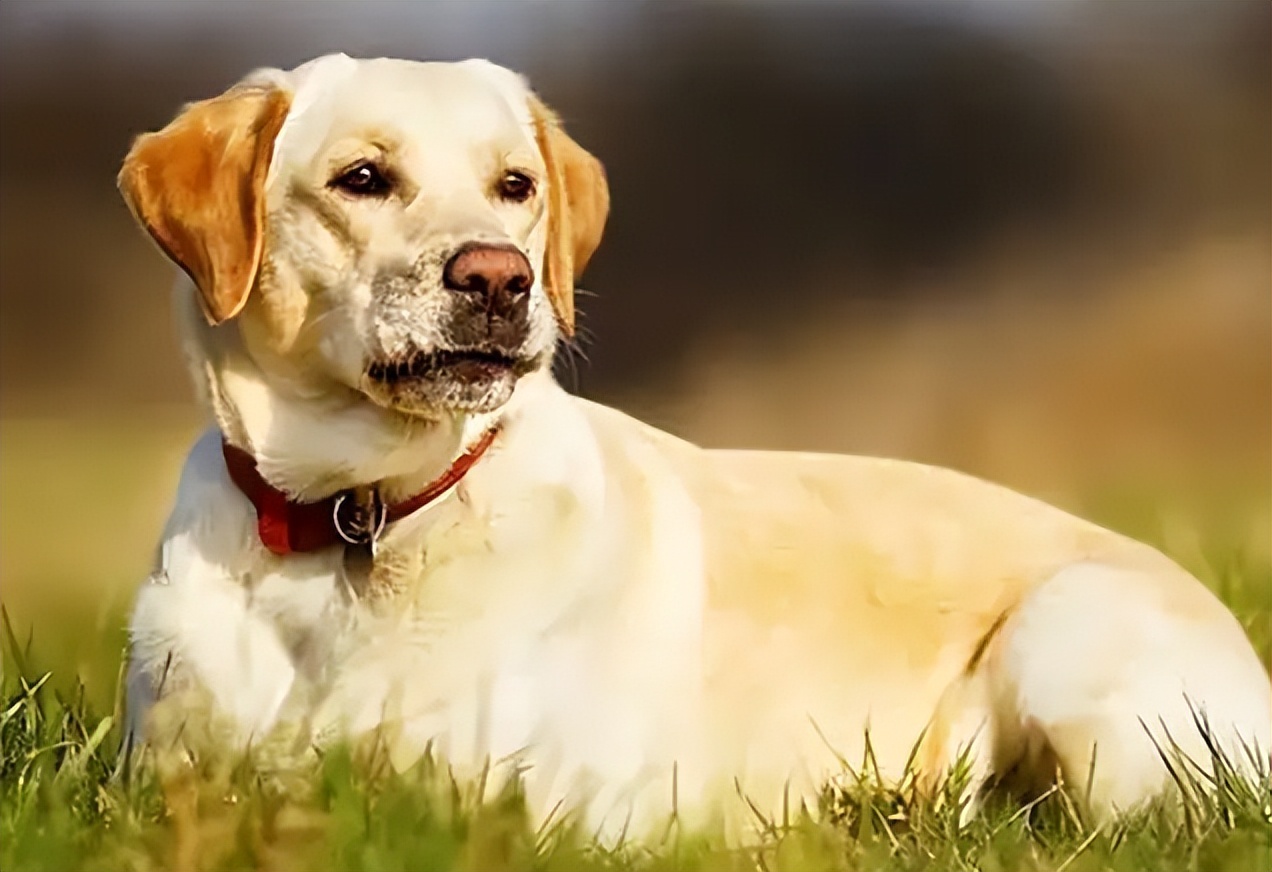 警告！狗狗这些迹象，代表身体有“寄生虫”