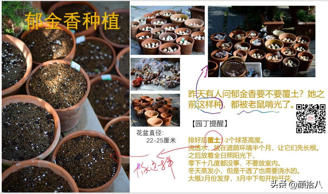 盘点今年河马花园里最美的几款郁金香|园丁