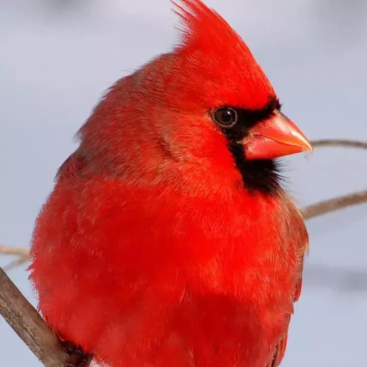 奇怪的小鸟视频,稀奇古怪的鸟