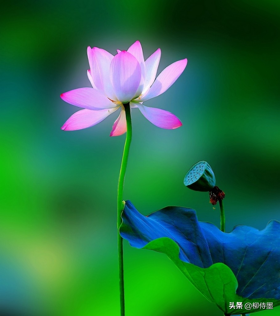 如何拍出有情感的荷花摄影作品,荷花照片怎么拍出高级感