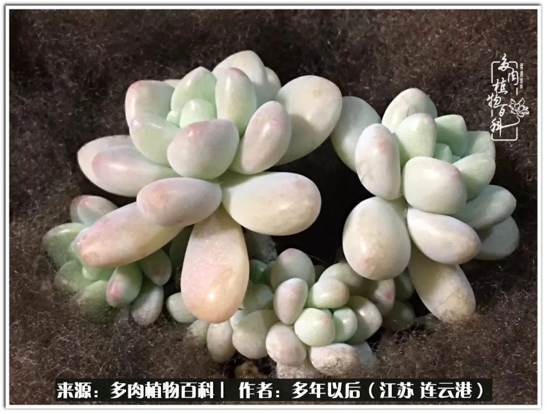 我若不弃，愿你不负我所期