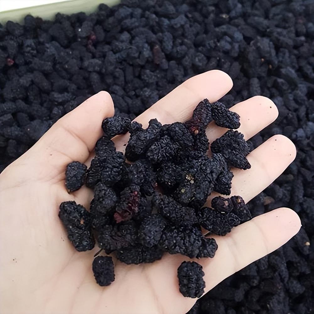 桑葚干的正确制作方法,干桑葚做桑葚膏制作方法