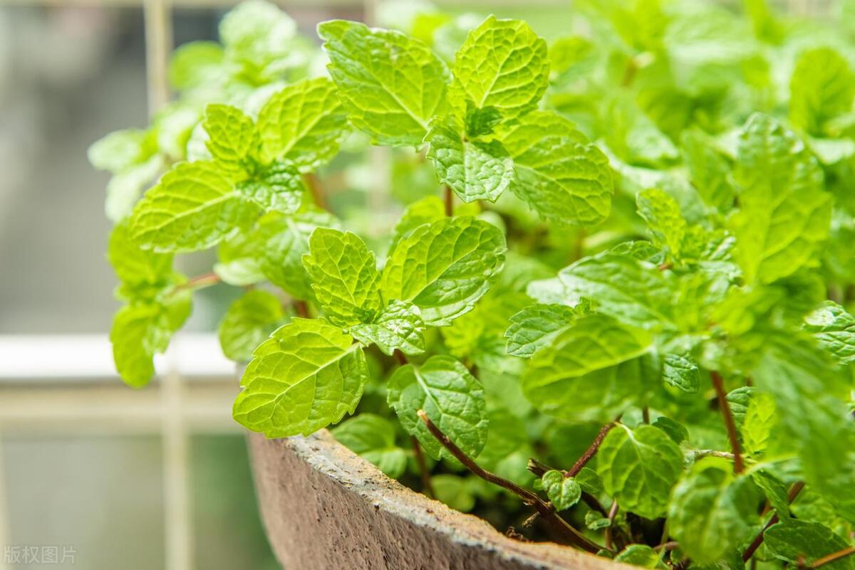 薄荷有虫如何除去,薄荷有小白虫还能吃吗