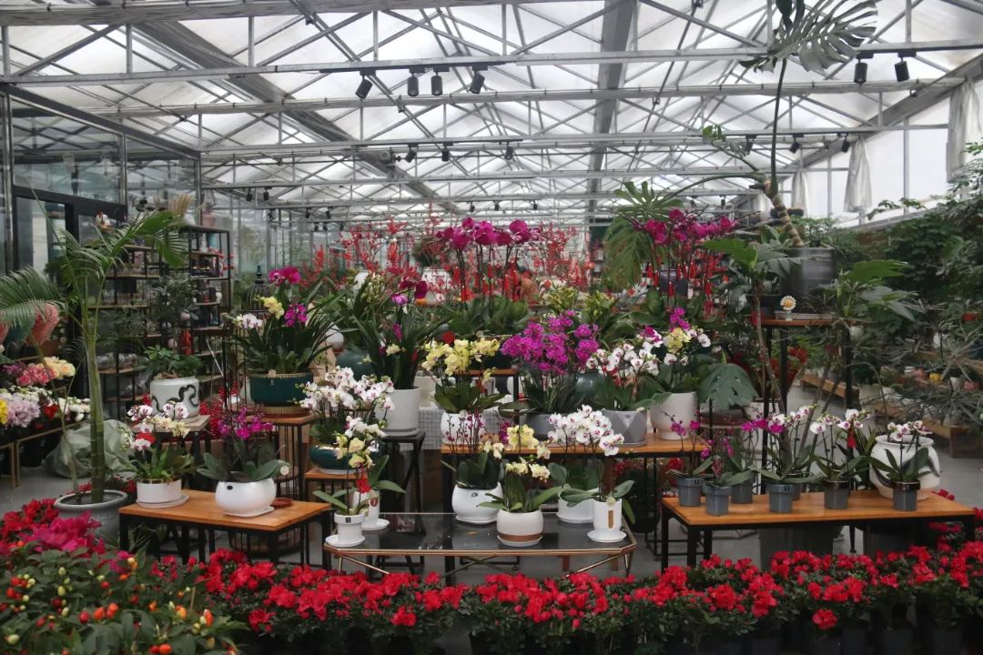 湖南“花二代”开园艺中心，线上一天卖花12万盆，年营业额超2000万元