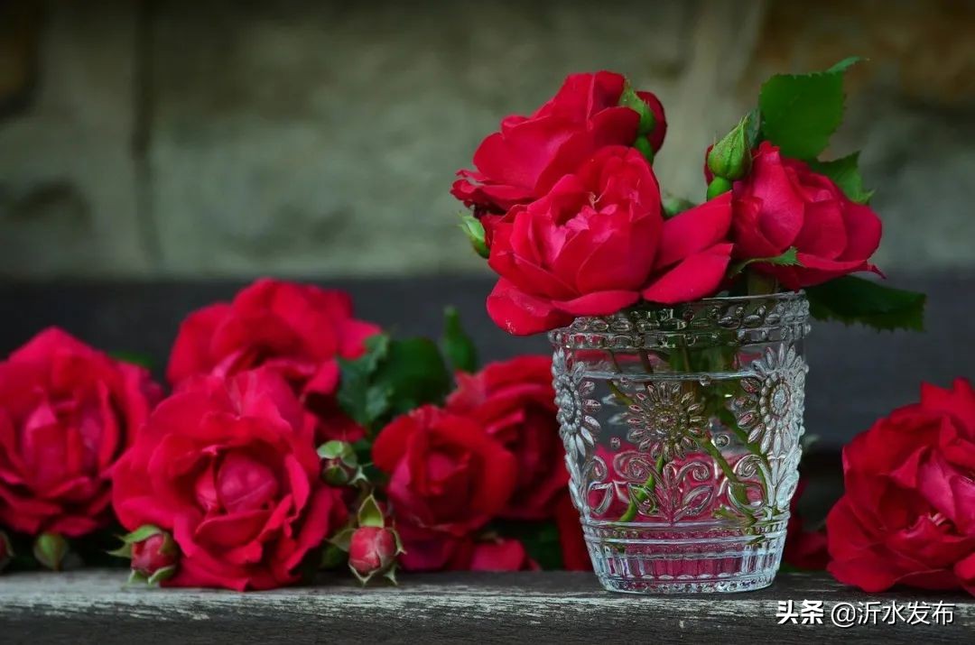 可以养肝护肝的花,春季护肝的花