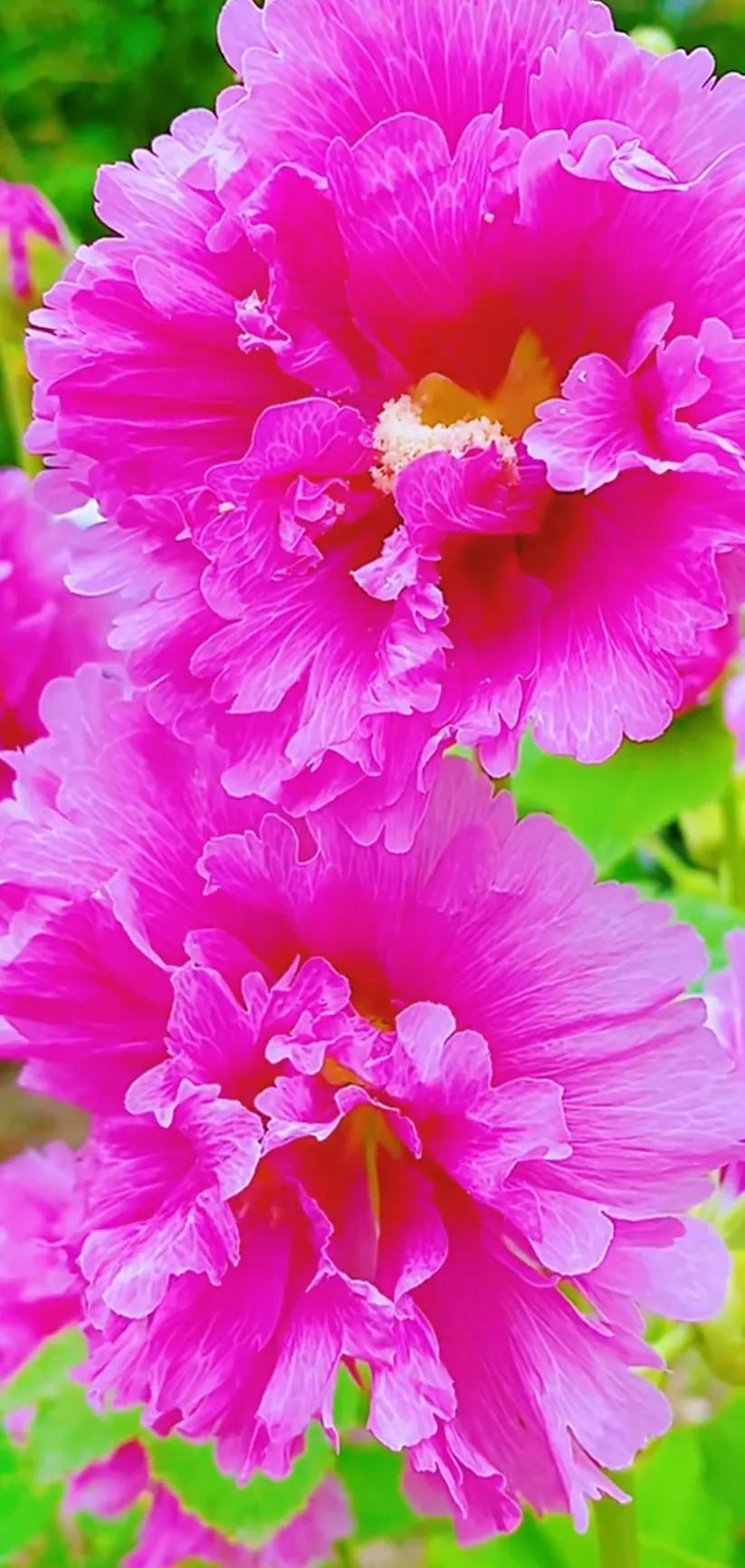 蜀葵花唯美大图片,世上最美的蜀葵花图片图文