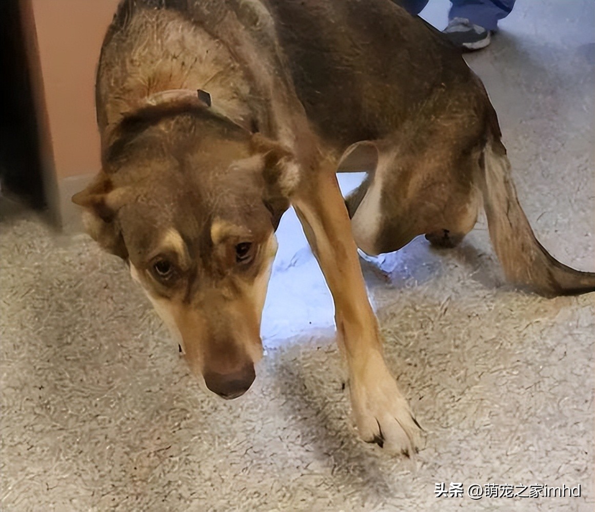 狗狗的这几个动作说明它要咬人,狗狗的动作都是在暗示什么