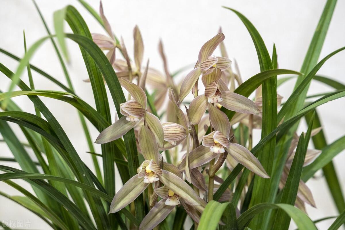 兰花叶子上长了小黑斑怎么回事,蝴蝶兰花叶子上长了黑斑怎么办