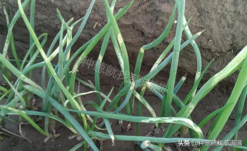 大葱花种子种植方法视频,大葱种子的种植方法和时间是什么