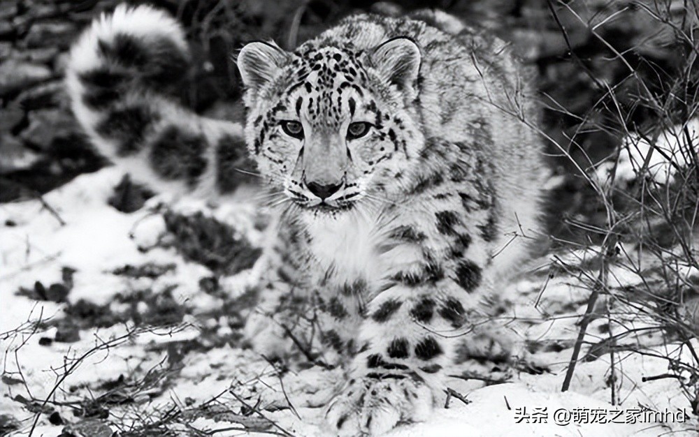 全球公认的十大国宝动物英文,中国十大顶级国宝动物