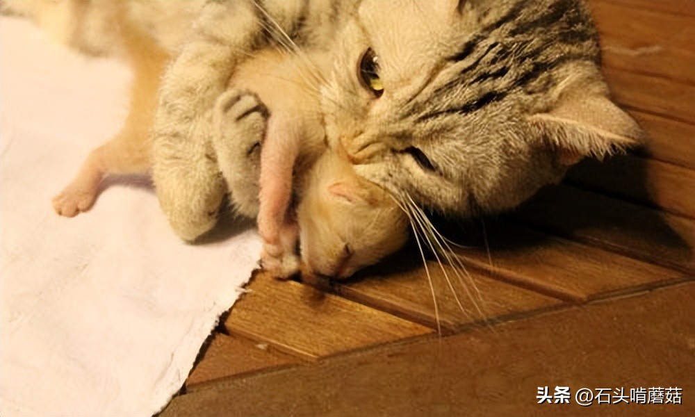 为什么猫生完宝宝还要挪窝,刚生育完的母猫总叫是什么原因