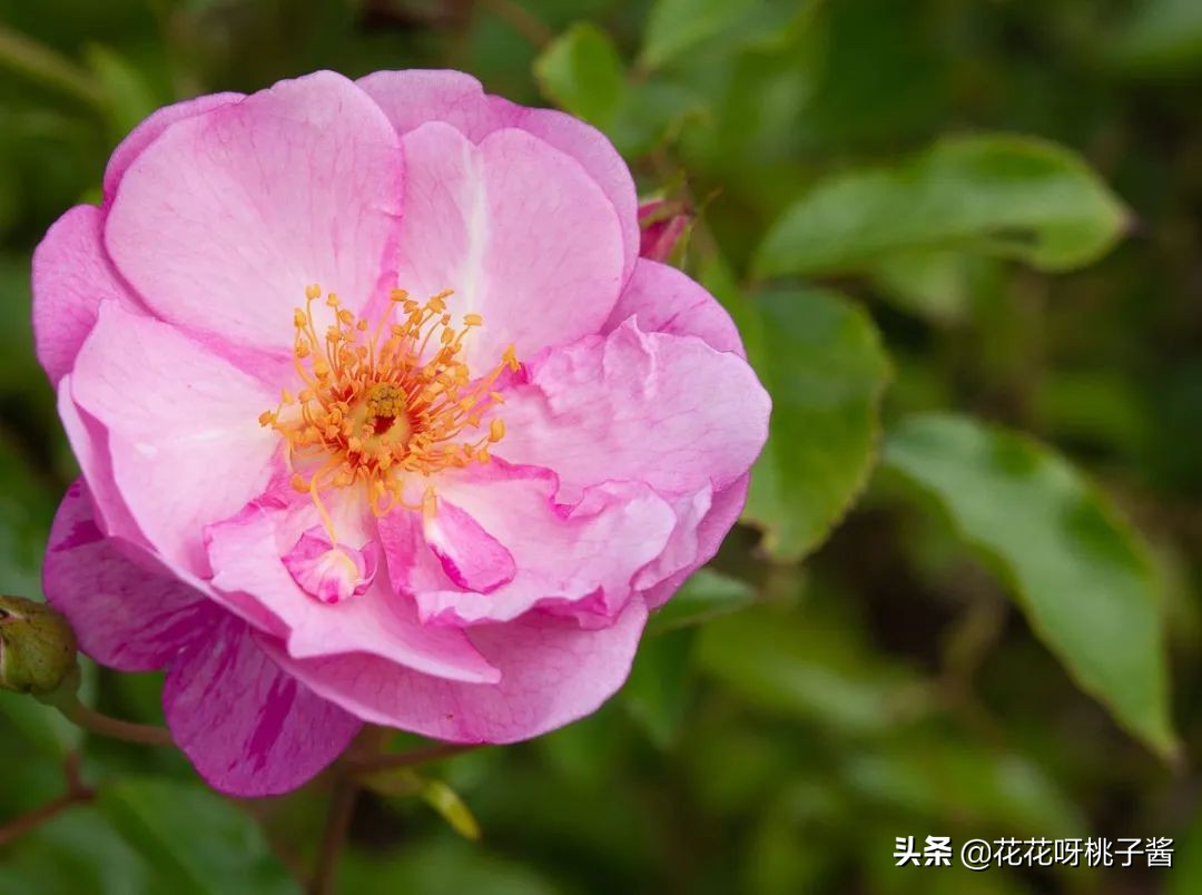 黄色月季哪个品种耐热耐晒抗病强,最耐热耐晒的切花藤本月季品种