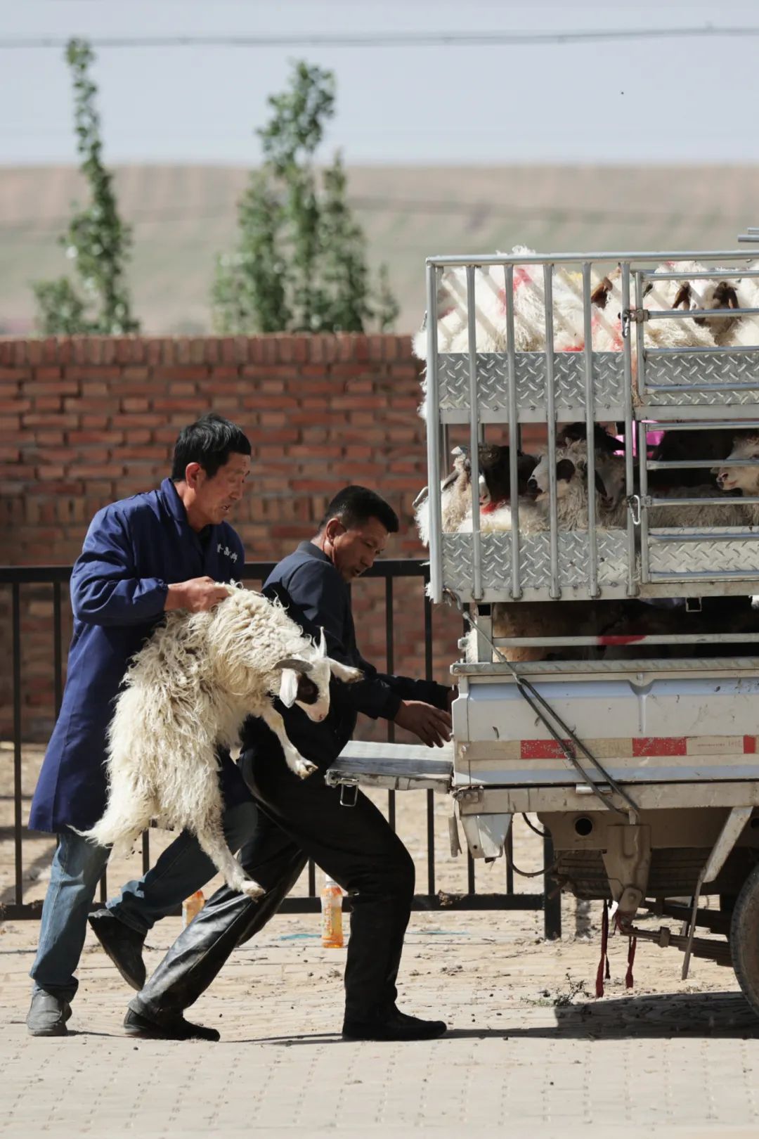 甘肃金昌的羊肉和盐池滩羊,盐池滩羊和横山羊肉
