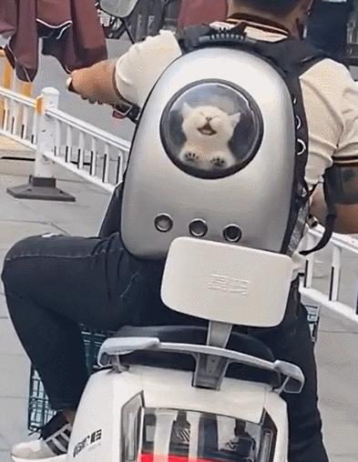 害死猫的网红饰品,盘点那些被人害死的网红猫