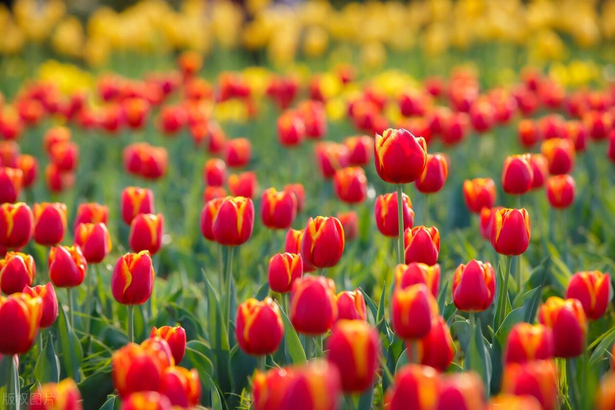 家里养花缺营养怎么办,养花养得少花怎么办