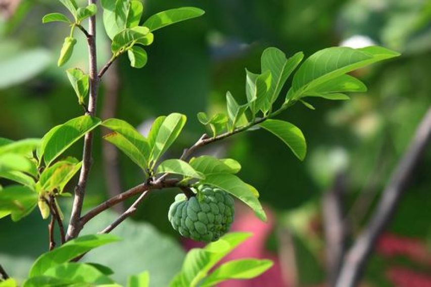 苹果在古代叫什么,苹果在古代的雅称