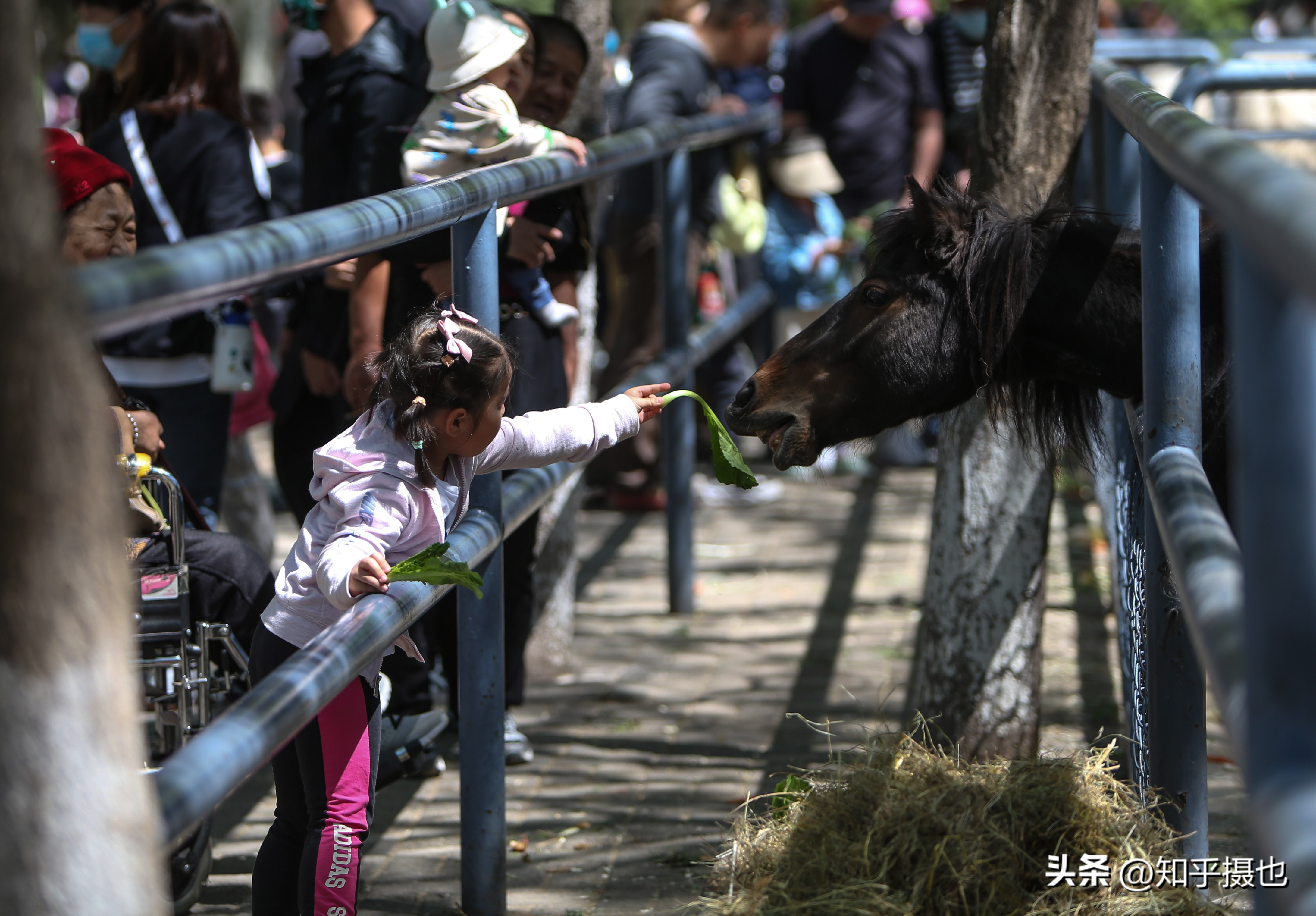 沈阳森林动物园带什么吃的,沈阳森林动物园自带菜