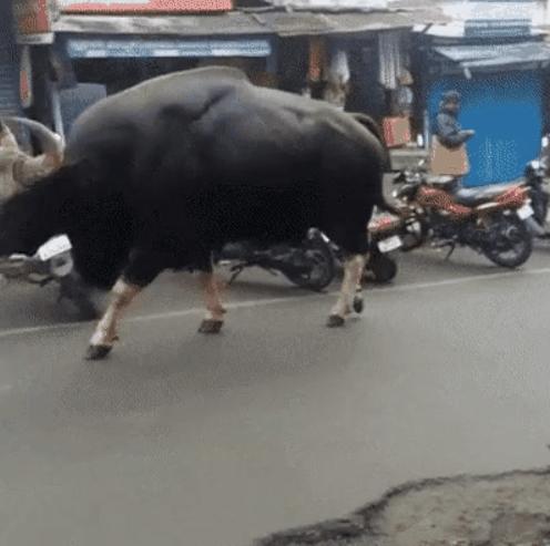 世界体型最大的牛现身云南,世界上体型最大的牛堪称牛魔王