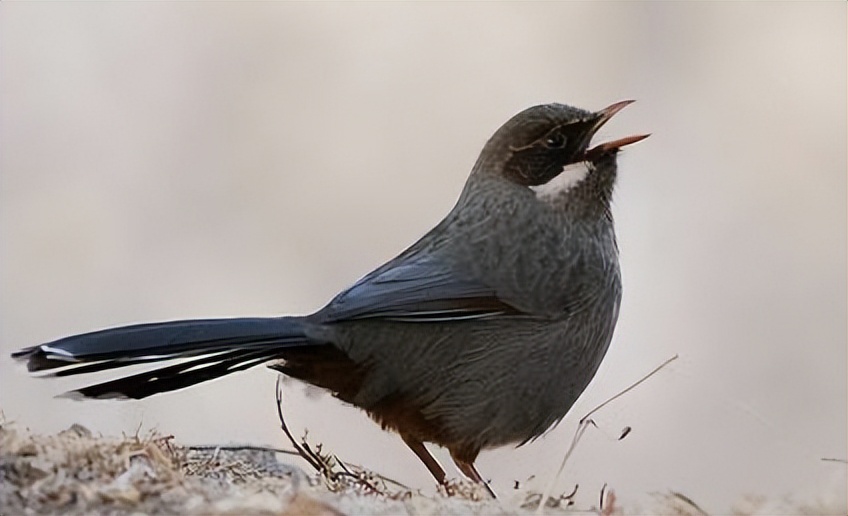 50张最佳鸟类摄影作品,鸟儿大全大图