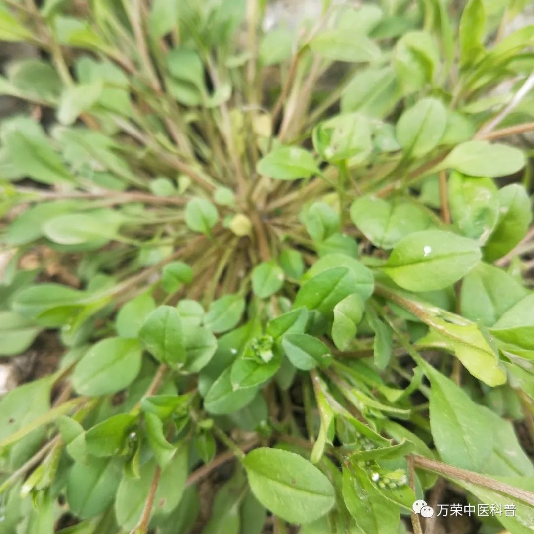 植物幼苗的发展过程详细,植物的幼苗在生长过程中