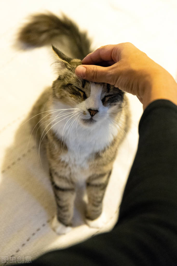 宠物应激如何预防降低应激反应,宠物应激不要慌教你如何应对