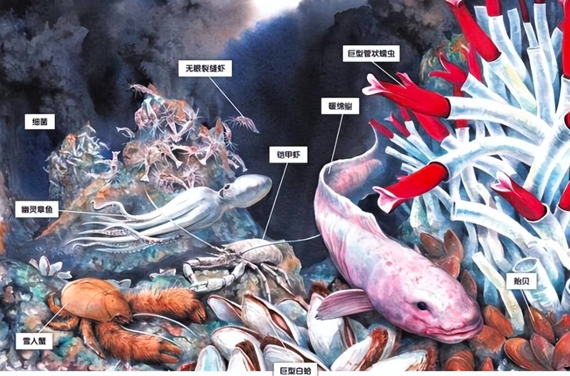 热液盲虾生活在450℃海底热泉旁，数量惊人，能不能用来烫火锅？