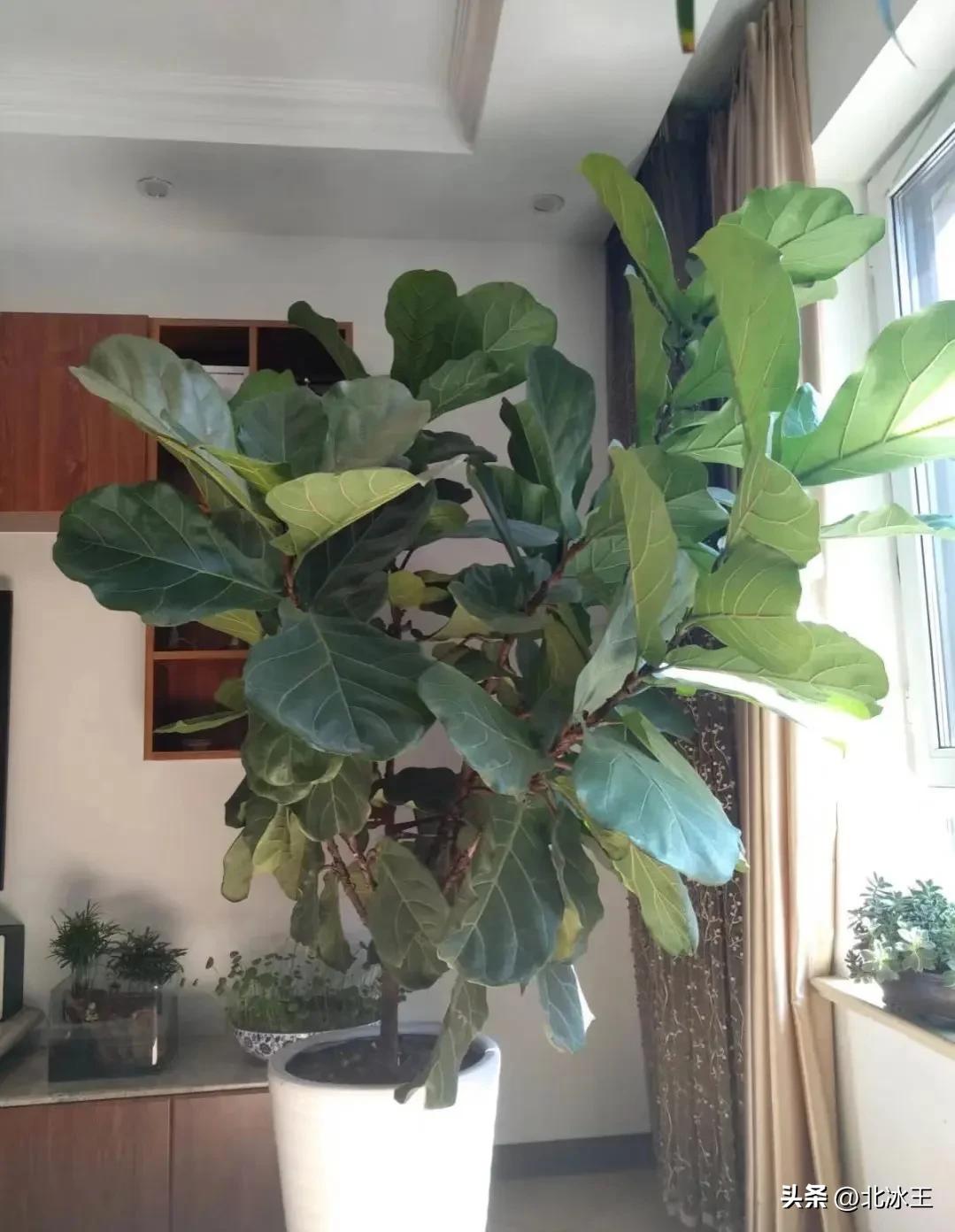 5度花草会冻死吗,5度以下不可露养的多肉