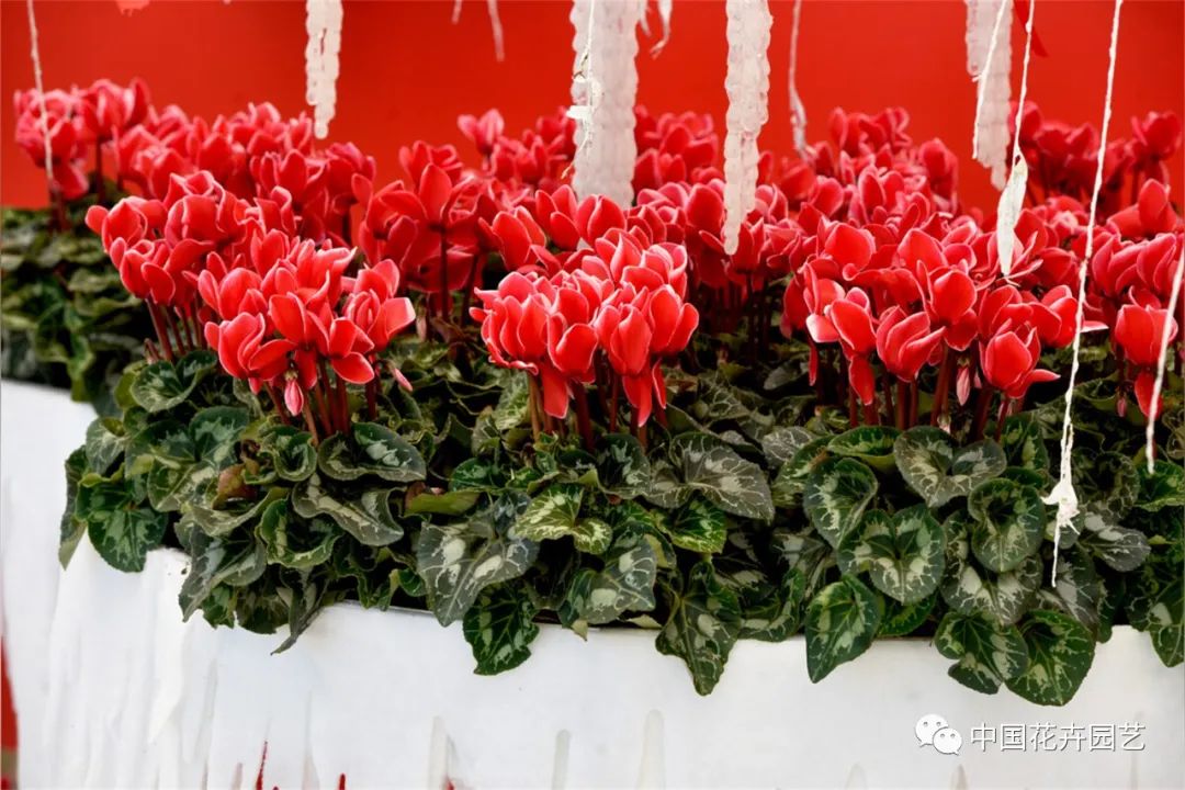 鑺卞崏鍝佺灞曠ず,鏂颁紭鑺卞崏鍝佺灞曠ず