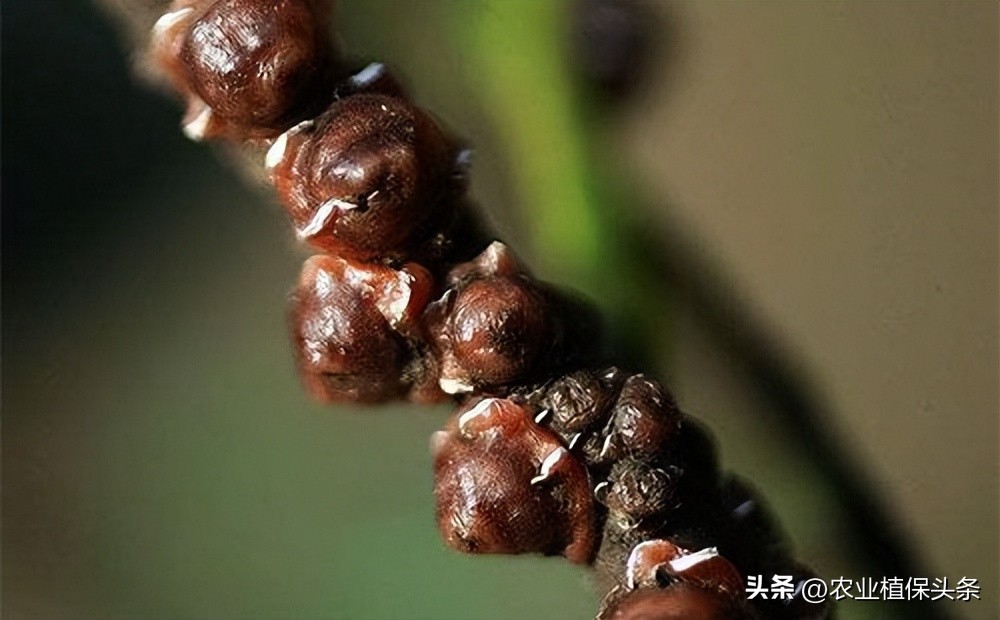 昆虫和害虫种类,昆虫和害虫的分类