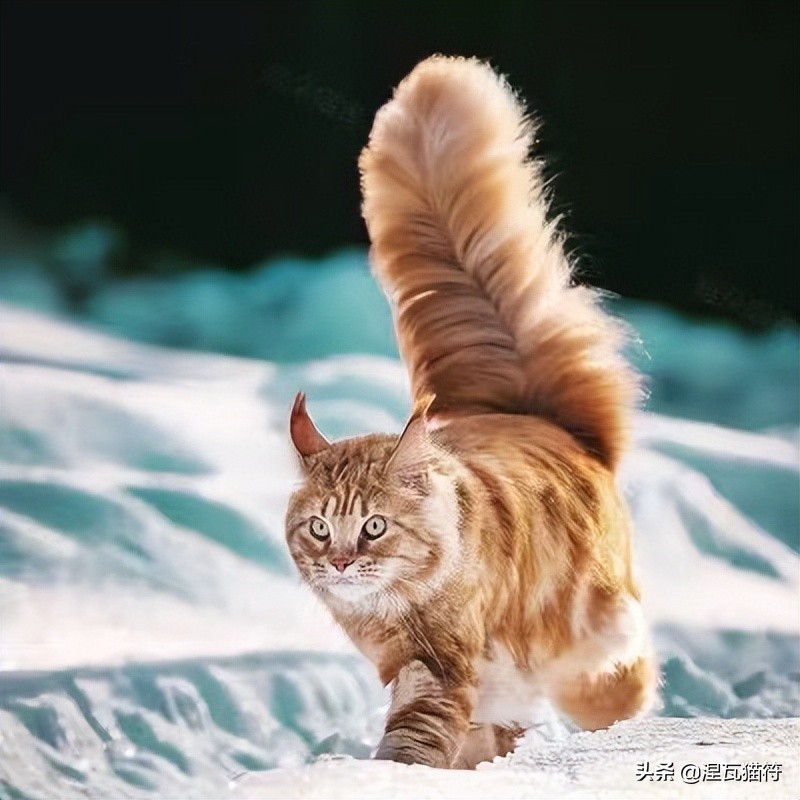 缅因库恩猫银虎斑,缅因猫浅银虎斑