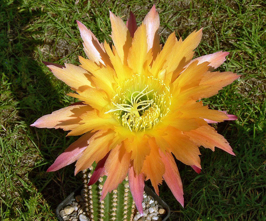 毛花柱仙人球品种大全,顶级精品仙人球花