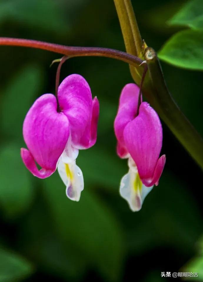 赏心悦目的花朵，风采万千，千姿百态，魅力无限，太美了