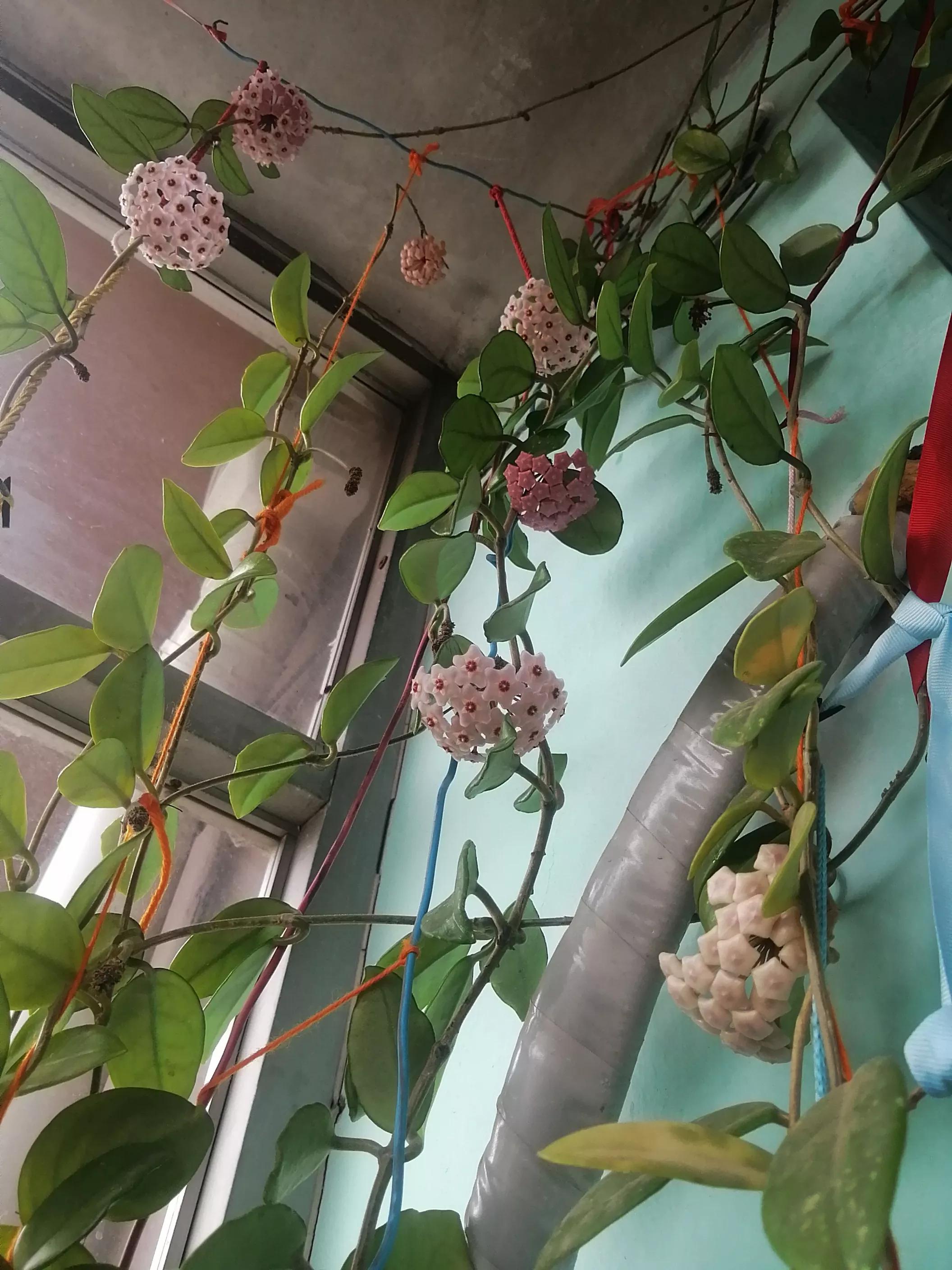 球兰什么时候开花,球兰