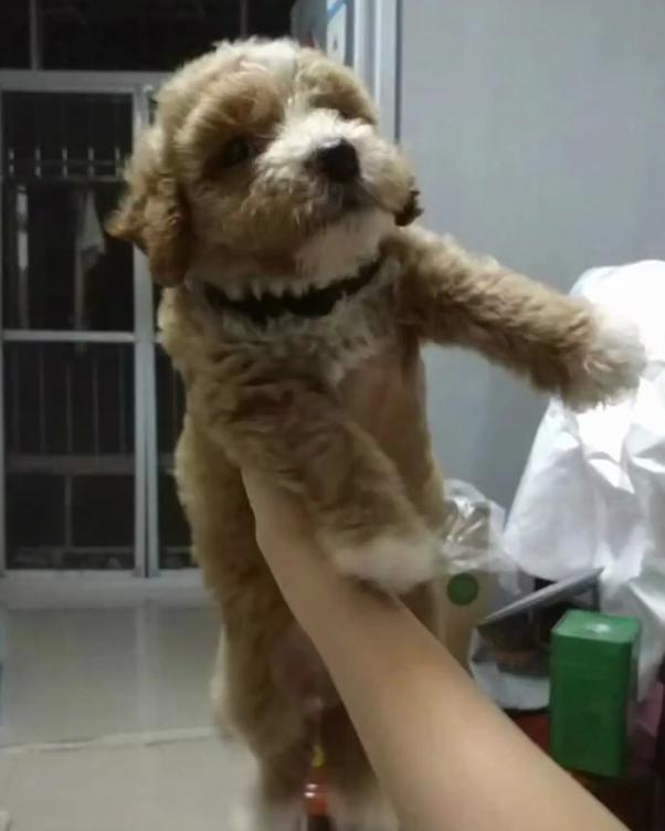 网友买了一只宠物看着挺可爱的,网友买了小香猪长大了