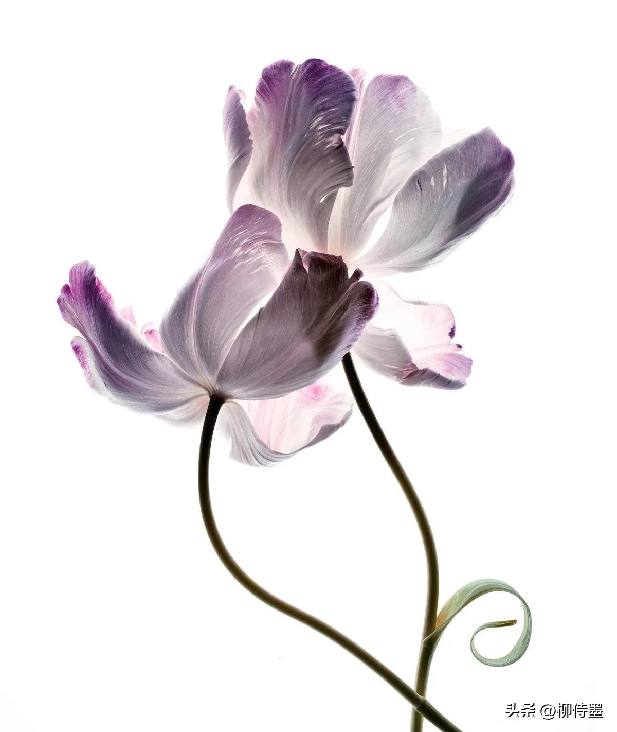 如何拍摄高清花朵照片教程,拍照技术技巧花朵