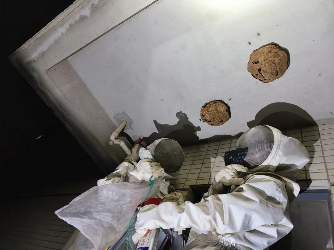 钦州迎来高“蜂”期!蓝朋友2个月摘了181个马蜂窝!