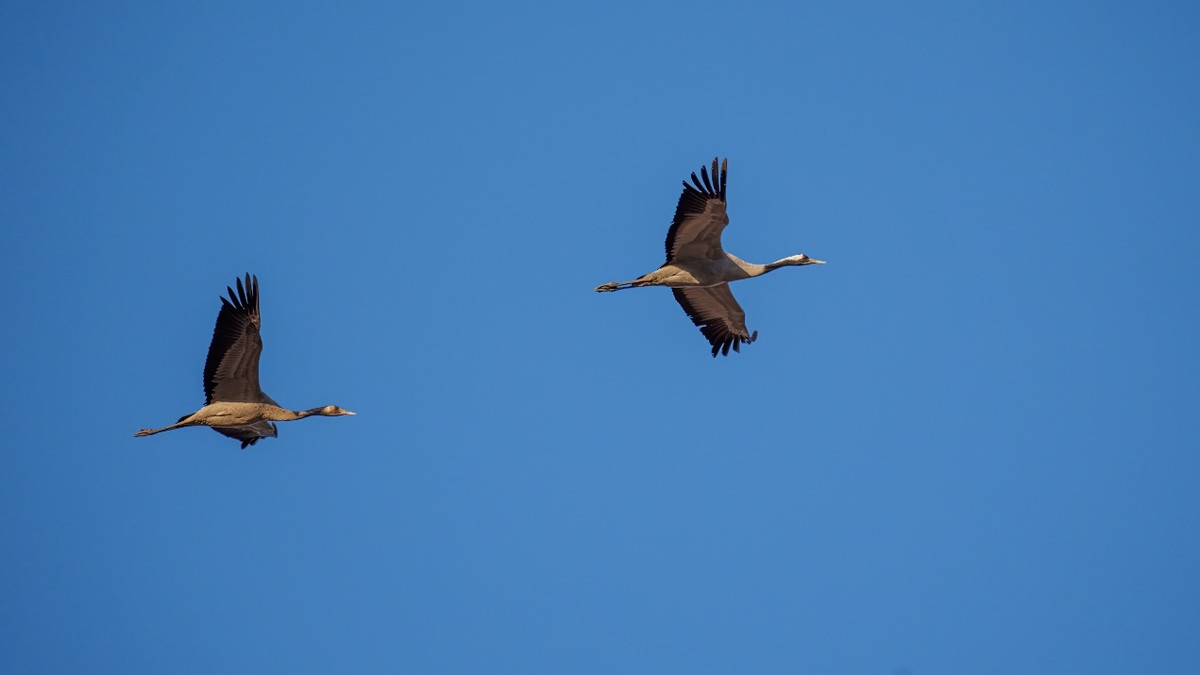更轻、更锐、手持更稳适马60-600mmF4.5-6.3DGDNOS微单版镜头评测