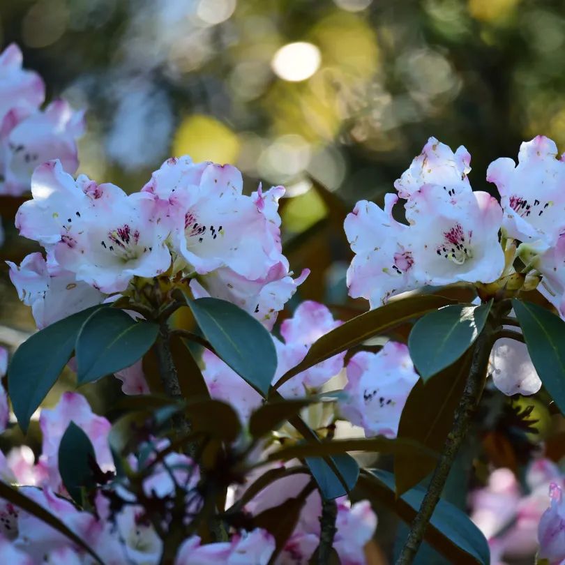 2020五一峨眉山开放的景点,五一峨眉山旅游攻略